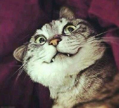 猫发春了